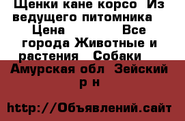 Щенки кане корсо! Из ведущего питомника! › Цена ­ 60 000 - Все города Животные и растения » Собаки   . Амурская обл.,Зейский р-н